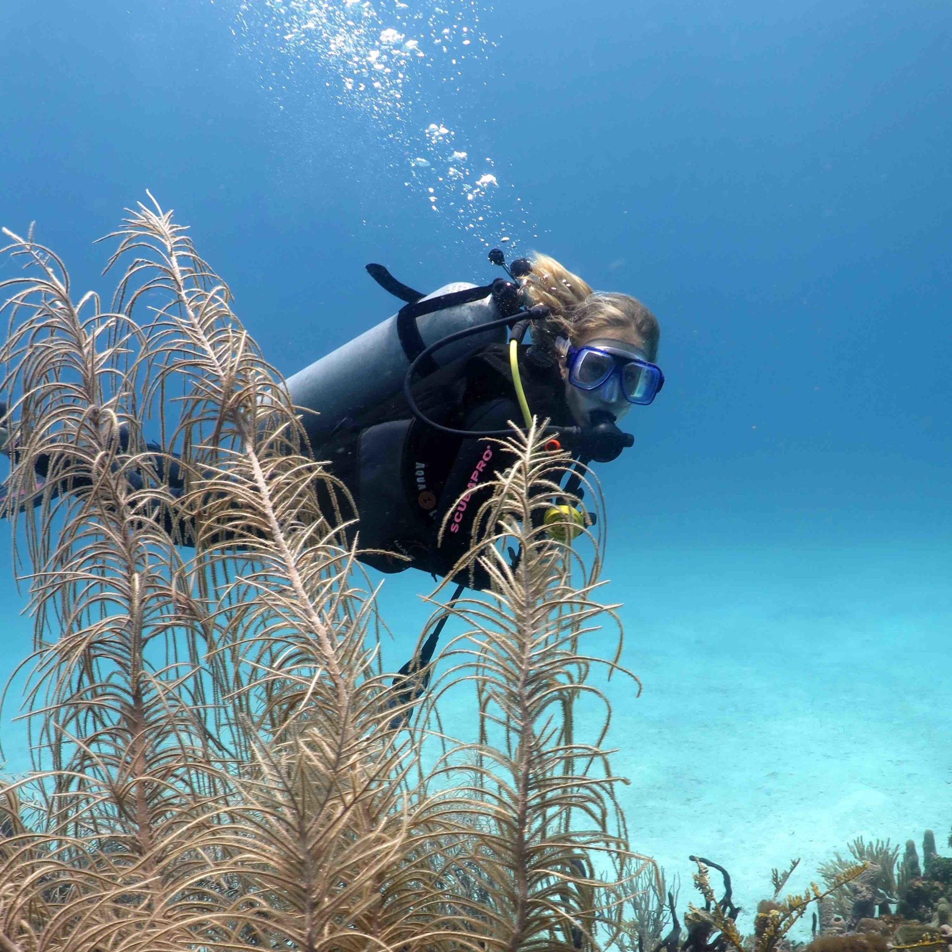 Diver soft coral