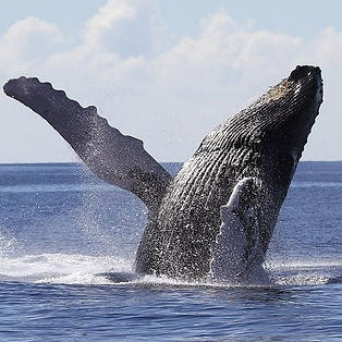 Baleine Samana