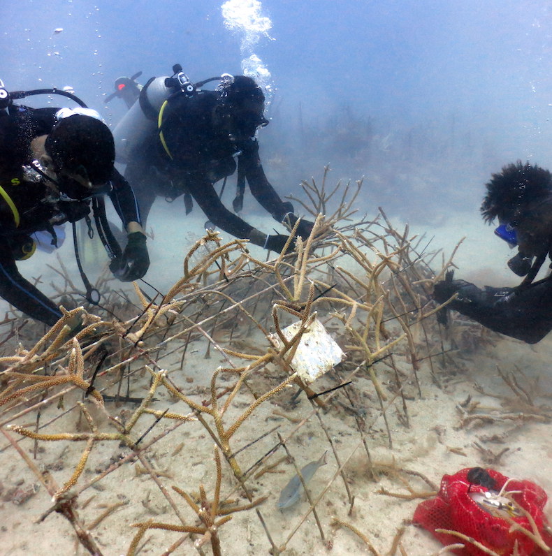 Divers clearing a coral nursery in Bayahibe