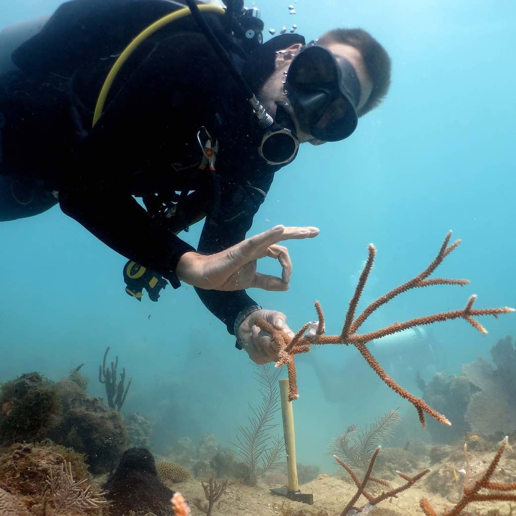 plongeur transplantant du corail corne de cerf Acropora cervicornis