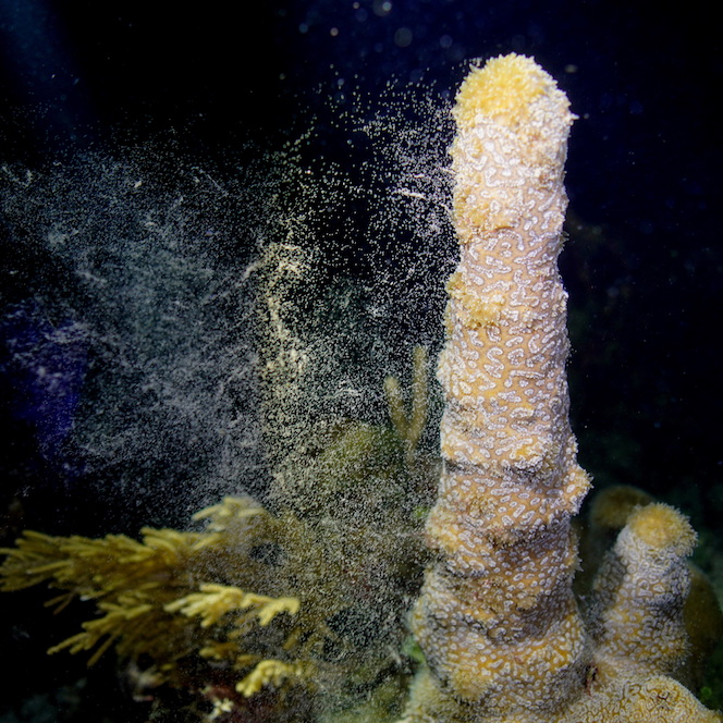 Dendrogyra cylindres (Pilar Coral) spawning (female)