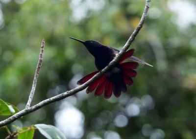 Colibri in Cotubanama National Park