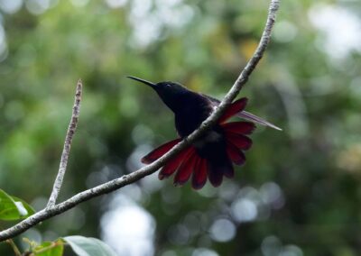 Colibri in Cotubanama National Park