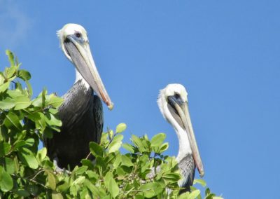 Pelicans at Rio Chavon