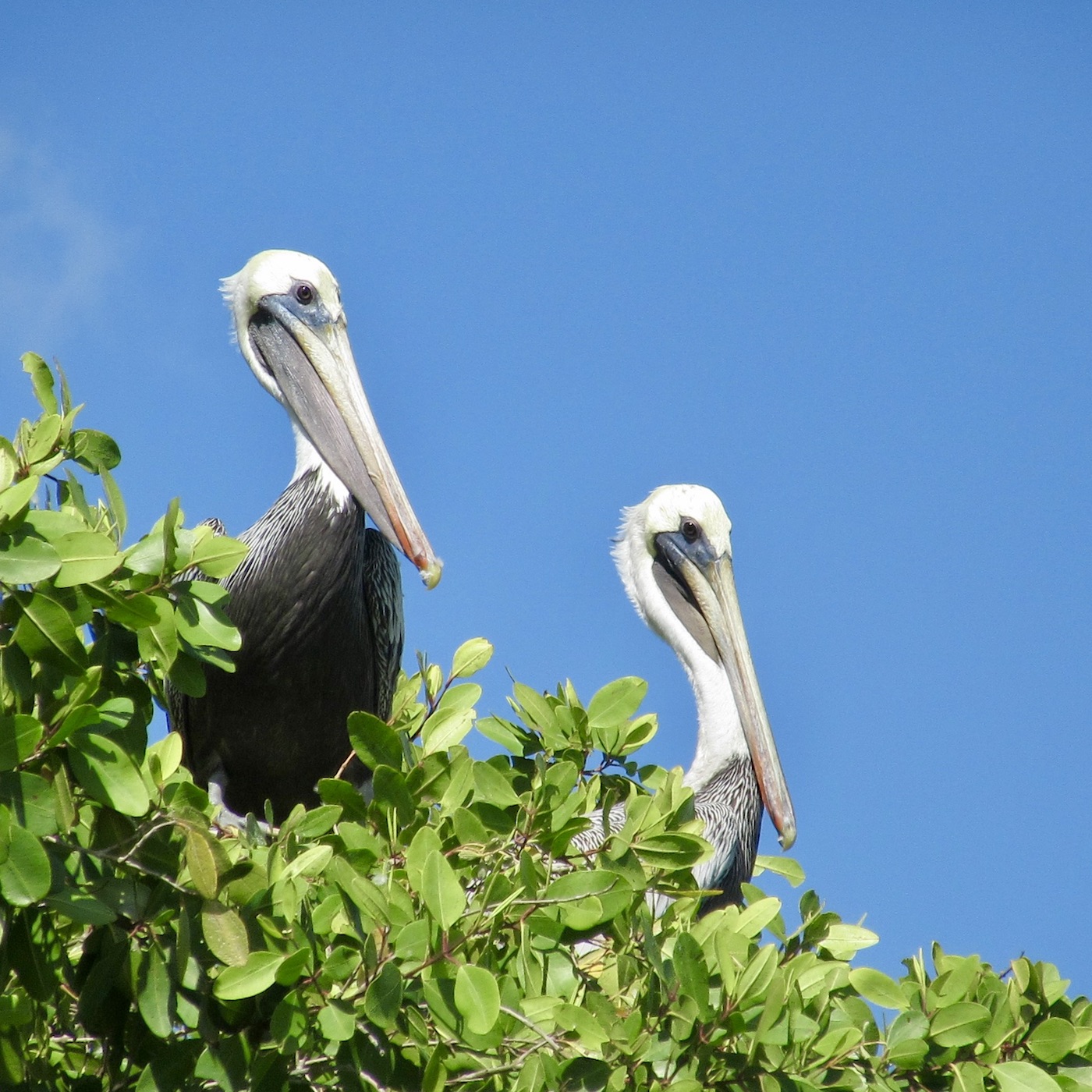 Pelicans à la rivière Chavon