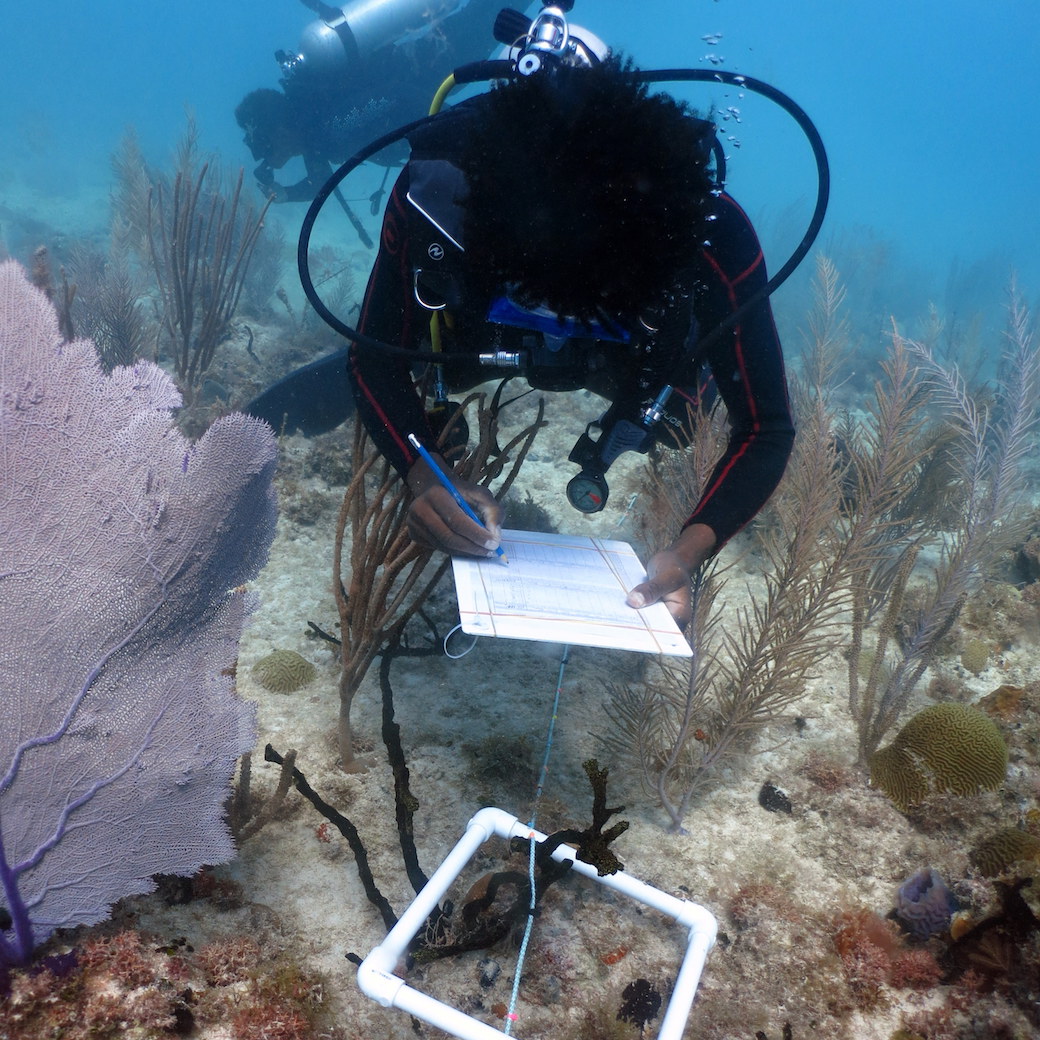 Plongeur scientifique prenant des données sous l'eau
